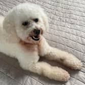 Molly the four-year-old Bichon Frise has been missing from Harrogate since this morning