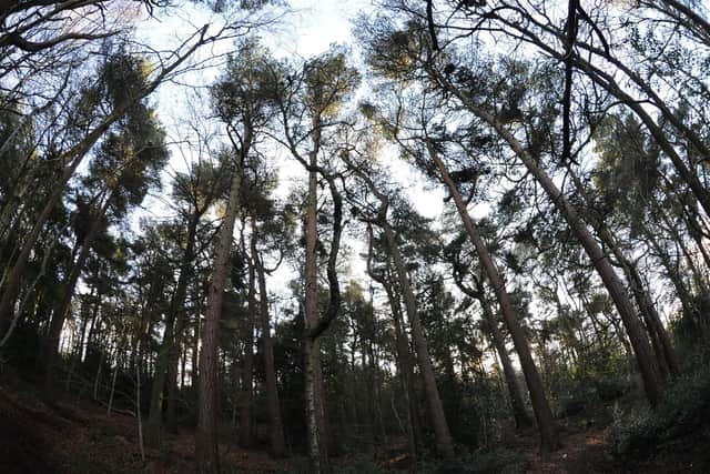 Pinewoods Conservation Group is seeking the support of members and the general public to raise awareness over what it says is the continued threat of destruction to Rotary Wood in Harrogate.