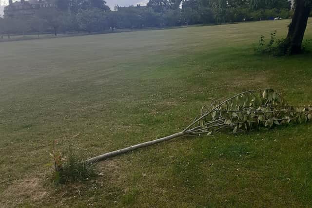 Local residents reported two young trees had been torn down on the Stray in Harrogate.