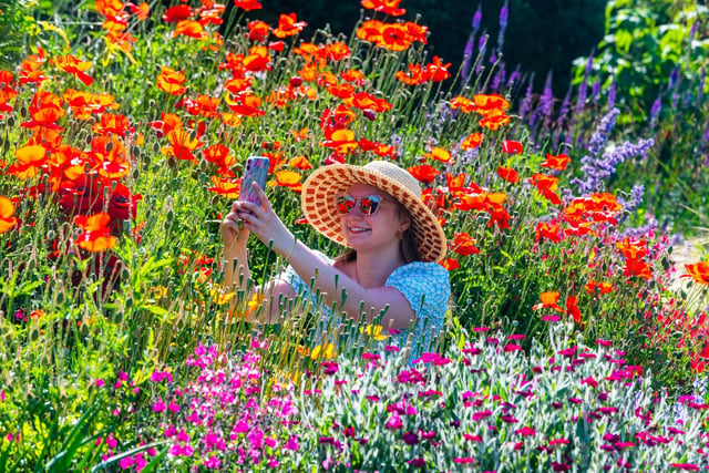 Emily Francis, 26, taking pictures amongst the flowering plants in one of the many colourful flower beds at the show