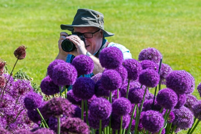Paul Cavanagh, of Menston, taking pictures of the flowering Alliums