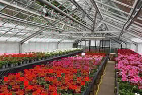 Inside the Harlow Hill nursery site which is set to become housing. Photo: Harrogate Borough Council.