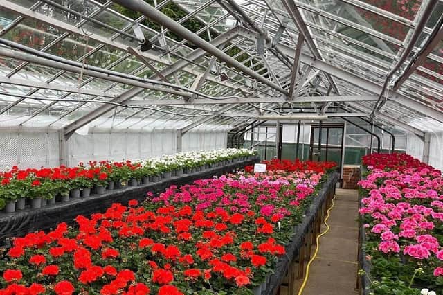 Inside the Harlow Hill nursery site which is set to become housing. Photo: Harrogate Borough Council.