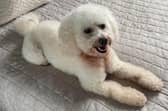 Molly the four-year-old Bichon Frise has been missing from Harrogate since last Thursday