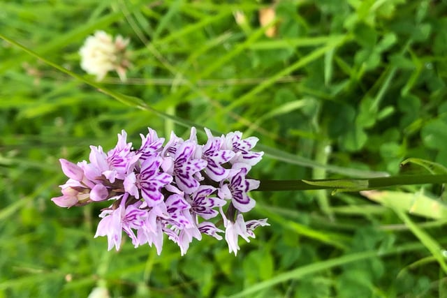 A wild orchid up near the play park at Killinghall Moor. By Carol Watts.