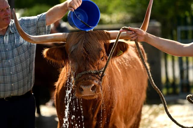 The Highland Cows being treated to a nice cold shower at the Great Yorkshire Show as temperatures continue to soar across the Harrogate district
