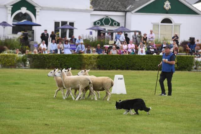 The first ever sheep dog trials have been taking place twice a day every day in the Main Ring