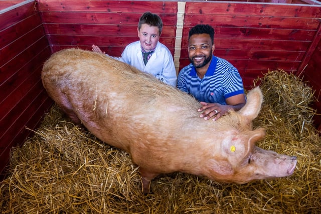 Popstar turned farmer JB Gill meets young pig handler Alfie Holding (aged 11) and has a go at handling a Tamworth pig