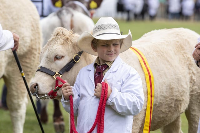 Frankie Atkinson (aged 8) with a British Blonde during the Supreme Beef Champion Class