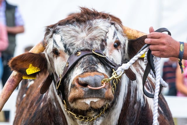 A Longhorn taking part in the Supreme Beef Champion Class