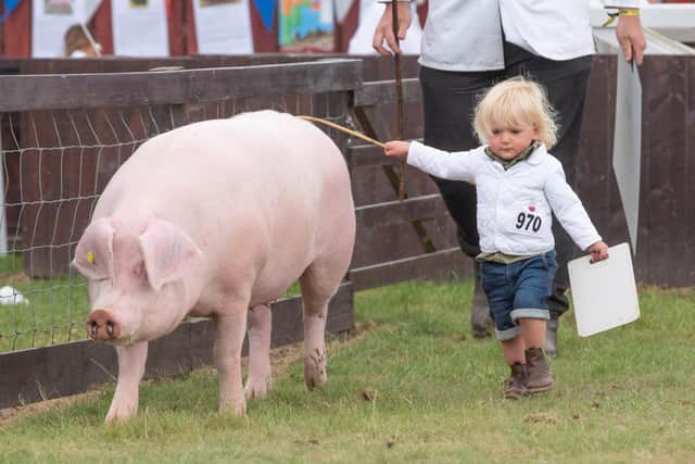 Young pig handlers take to the Pig Rings to show off their skills