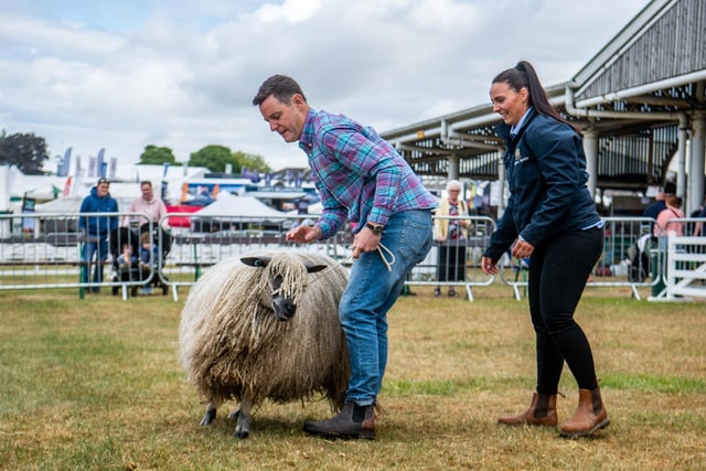 TV Presenter Matt Baker trying to keep hold of a Wensleydale Sheep with farmer Rebecca McPartland