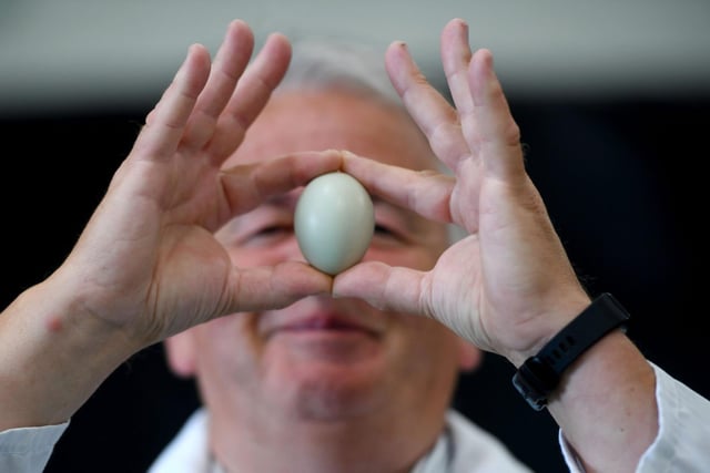 Judge Bob Driver holding a blue egg from the Egg Competition