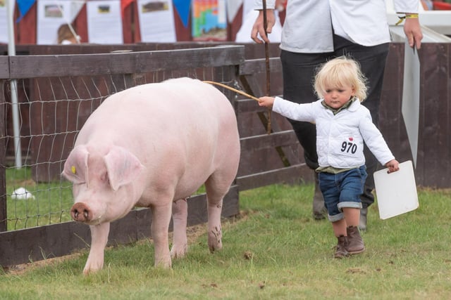 Young pig handlers took to the Pig Rings to show off their skills
