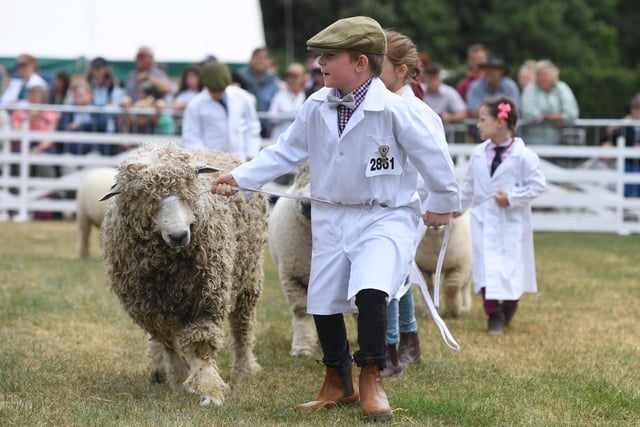 Young sheep handlers took to the ring to show off their skills