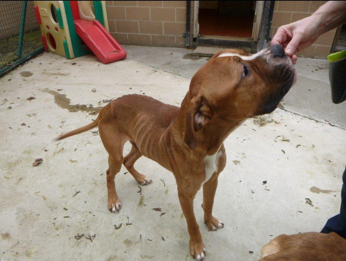 Harrogate man banned from keeping animals after 'malnourished' dogs found  in 'awful' flat | Harrogate Advertiser