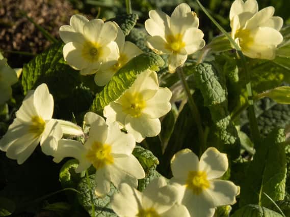 Primroses in the churchyard at Copgrove, by Michelle Bray