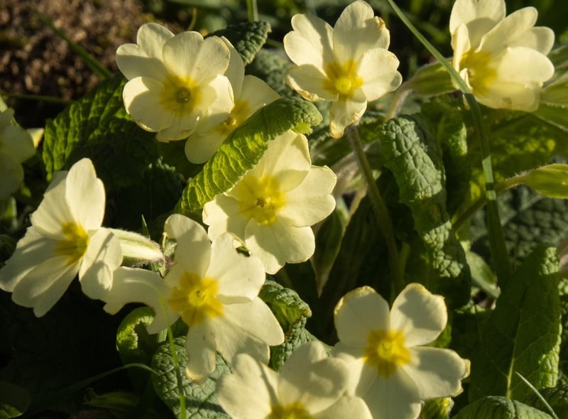 Primroses in the churchyard at Copgrove, by Michelle Bray