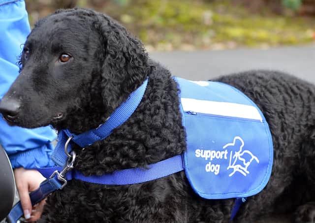 Support Dogs - for autism for epilepsy for disability.