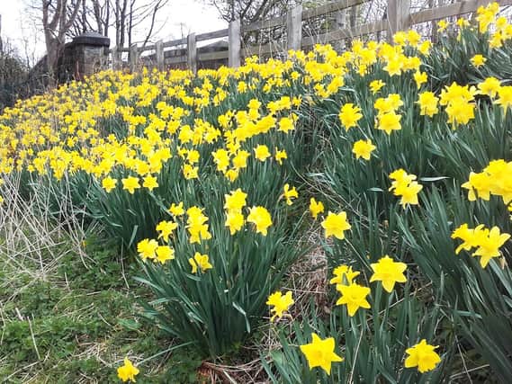 The daffodils on each side of the path over the railway on the Stray near the Tewit Well, taken by Keith Preece, from Harrogate.