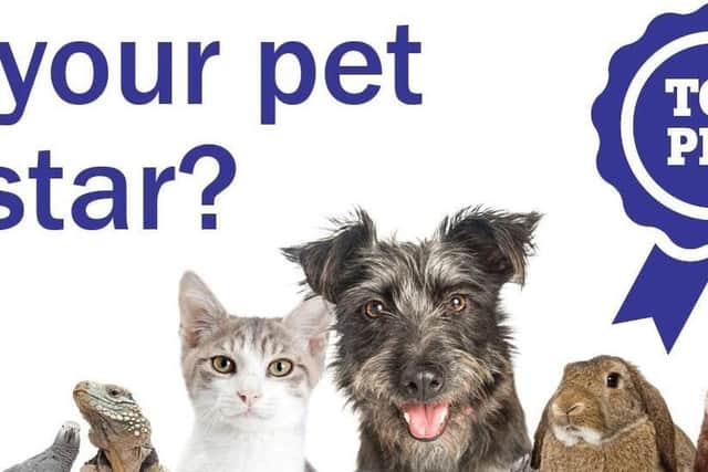 Does your pet have what it takes?