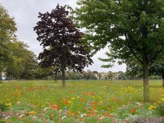 This is how the Green Party envisage the Stray will look with wildflowers. Photo: Harrogate and District Green Party.