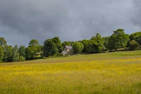 A Nidderdale meadow. Picture: David Tolcher