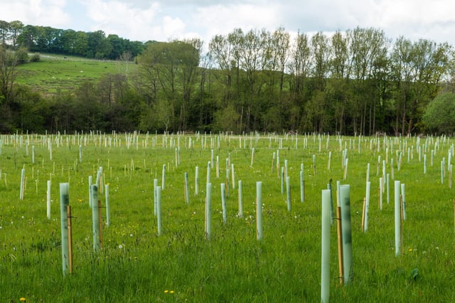 Grants to plant trees.