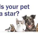 Which pet is your favourite?