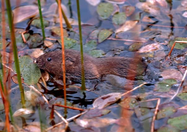 Water voles like this are being released.
