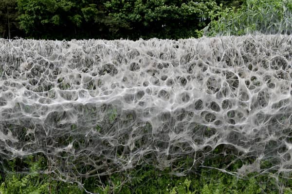 7th June 2021
Pictured on the A661 towards Spofforth, Ermine moths make a web of protection while they eat the hedge from within.
Picture Gerard Binks