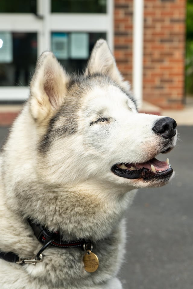 Loki the Knaresborough Husky who had both her eyes removed.
