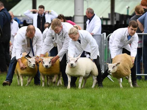 Herding the sheep into the judging ring. Picture Gerard Binks