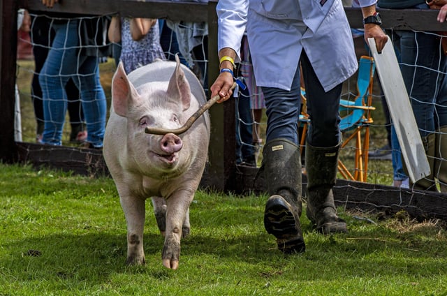 13 July 2021..... Great Yorkshire Show Day 1 Tuesday.
A competitor in the pig ring for judging. Picture Tony Johnson