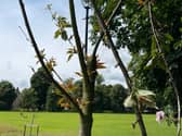 Branches were discovered snapped or ripped on the Stray in Harrogate.