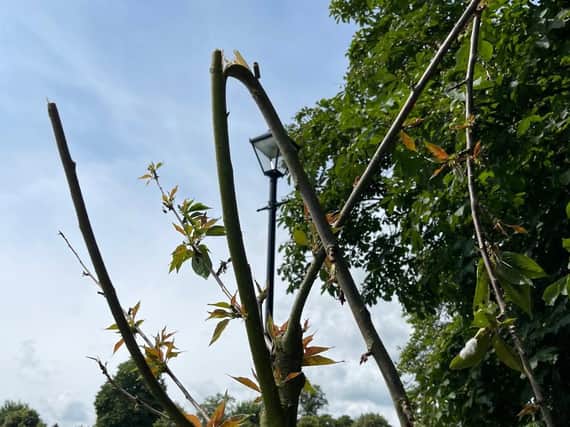 Harrogate Borough Council said where repairs were not possible, the damaged trees on the Stray would be replaced.