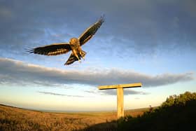 A Hen Harrier at Swinton Estate. Picture: Moorlands Association.