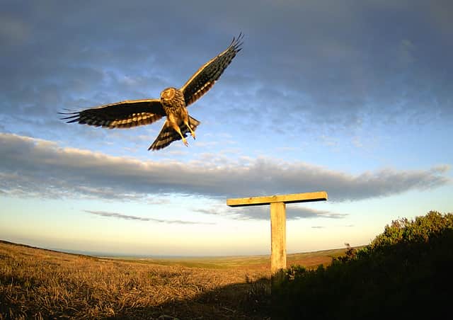 A Hen Harrier at Swinton Estate. Picture: Moorlands Association.