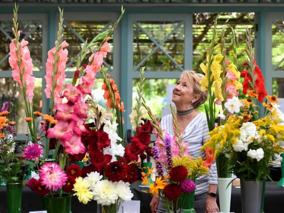 Christine Ledger from Harrogate admires the blooms at Harrogate & District Allotment's Federation annual show in the Valley Gardens in Harrogate. (Picture Gerard Binks)