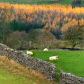 211117  Sheep shelter by a dry stone wall as pale  winter sun  highlights the tops of Autumn coloured trees near West Witton in Wensleydale.
Countryweek.