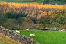 211117  Sheep shelter by a dry stone wall as pale  winter sun  highlights the tops of Autumn coloured trees near West Witton in Wensleydale.
Countryweek.