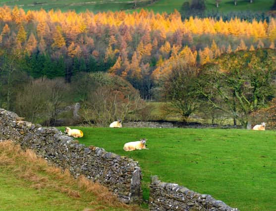 211117  Sheep shelter by a dry stone wall as pale  winter sun  highlights the tops of Autumn coloured trees near West Witton in Wensleydale.
Countryweek.