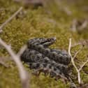 An adder in the AONB. Picture: Will Askew