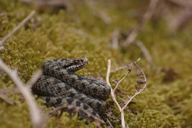 An adder in the AONB. Picture: Will Askew