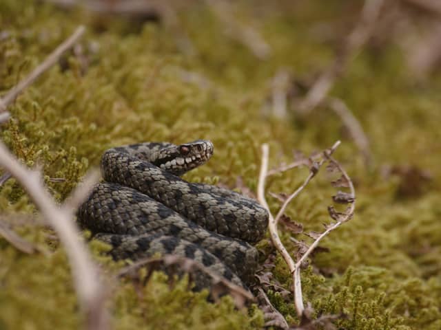 An adder in the AONB. Picture: Will Askew