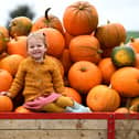28th September 2021
Pictured 3 year old Beatrice Whitley with a trailor load of pumkins at Birchfield Icecream Farm ready for the Pumkin Festival that starts on 2nd October. Visitors can pick the home grown pumkins from the fields, enjoy icrecreams and the usual farm attractions.
Picture Gerard Binks
