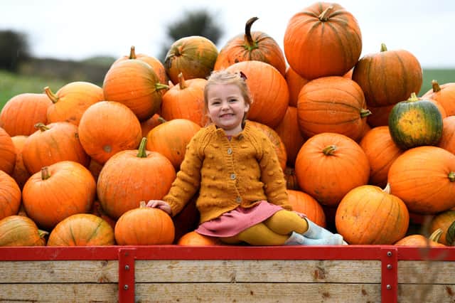 28th September 2021
Pictured 3 year old Beatrice Whitley with a trailor load of pumkins at Birchfield Icecream Farm ready for the Pumkin Festival that starts on 2nd October. Visitors can pick the home grown pumkins from the fields, enjoy icrecreams and the usual farm attractions.
Picture Gerard Binks