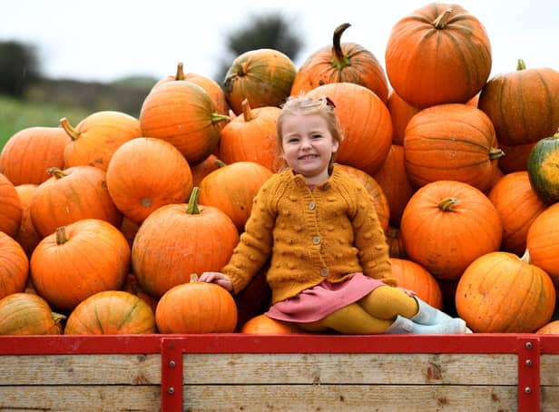 28th September 2021Pictured 3 year old Beatrice Whitley with a trailor load of pumkins at Birchfield Icecream Farm ready for the Pumkin Festival that starts on 2nd October. Visitors can pick the home grown pumkins from the fields, enjoy icrecreams and the usual farm attractions.Picture Gerard Binks