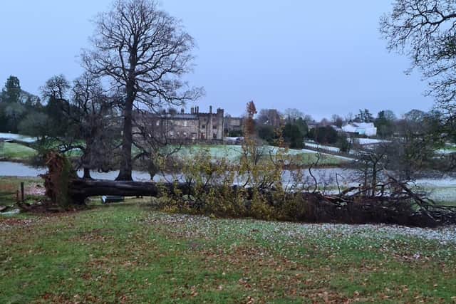 One of the large beech trees at Ripley Castle was felled during the strong winds last night. This picture was sent in by Sir Thomas Ingilby.