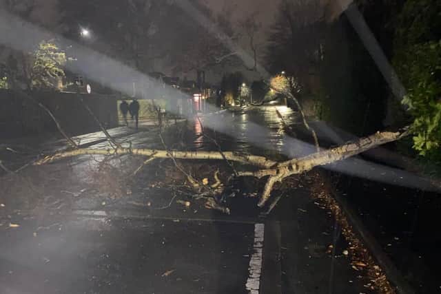 This image of a fallen tree in Harrogate was sent in by Kate Caine.